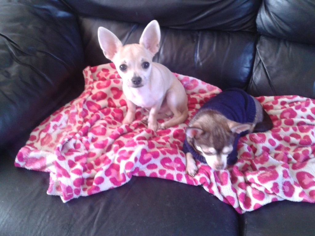 gumtree chihuahuas for sale